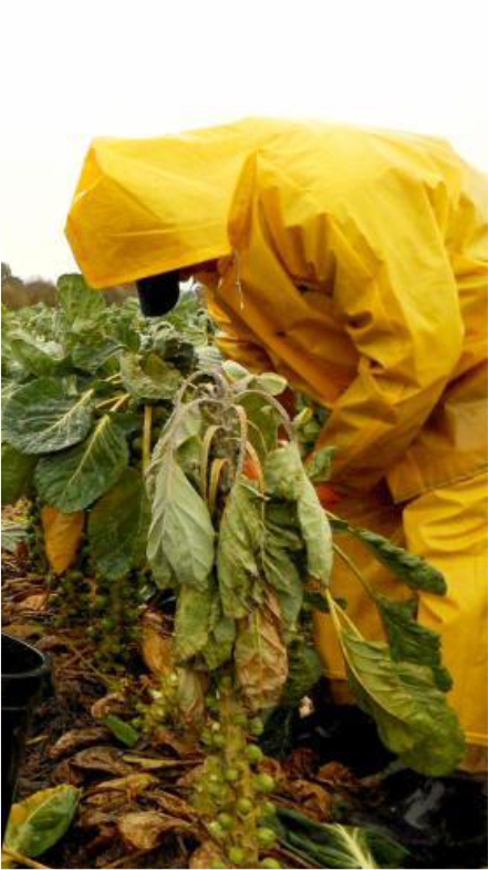 Agricultura