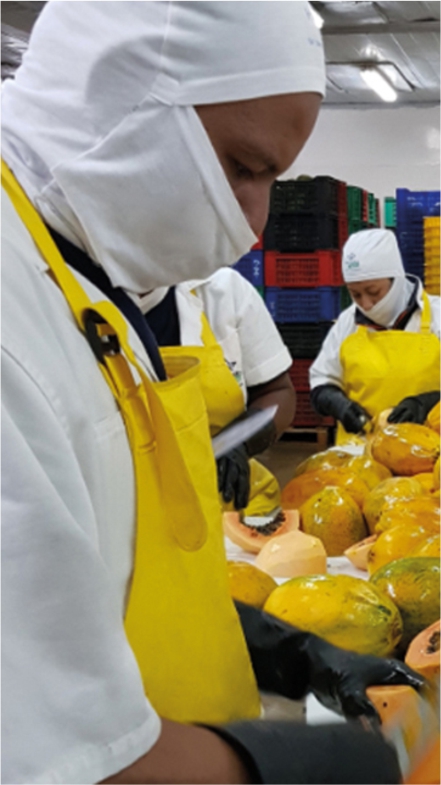 Alimentos